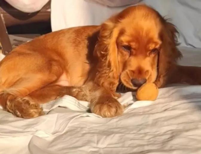 汪汪队立大功狗狗都是什么品种,汪汪队中的11个狗狗品种