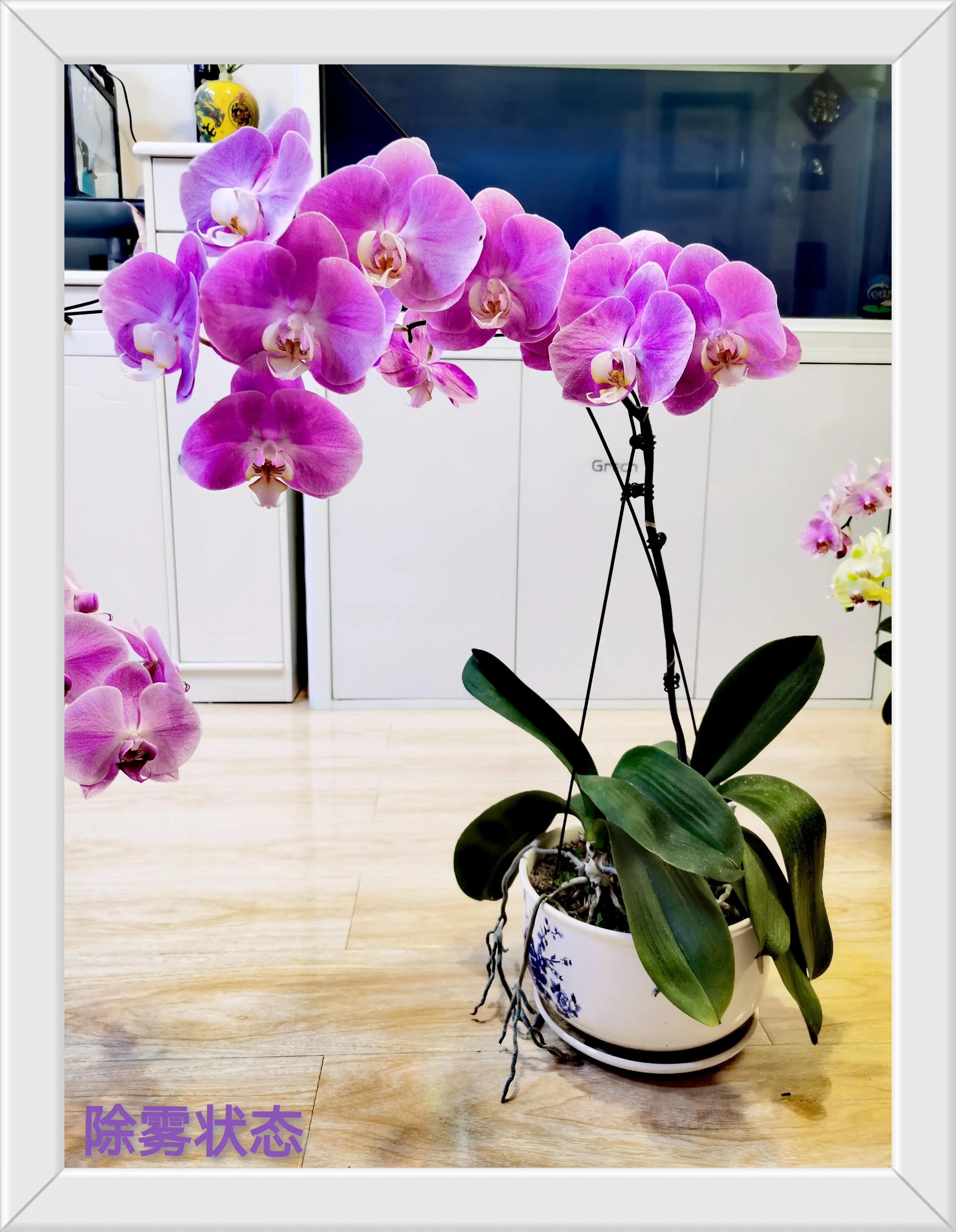 粉黛佳人水仙,紫水仙图片大全