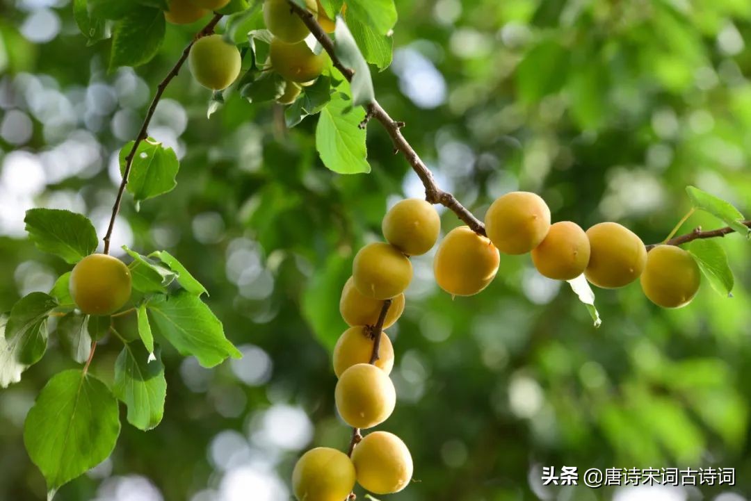 杏子的起源地,杏子的简介图片