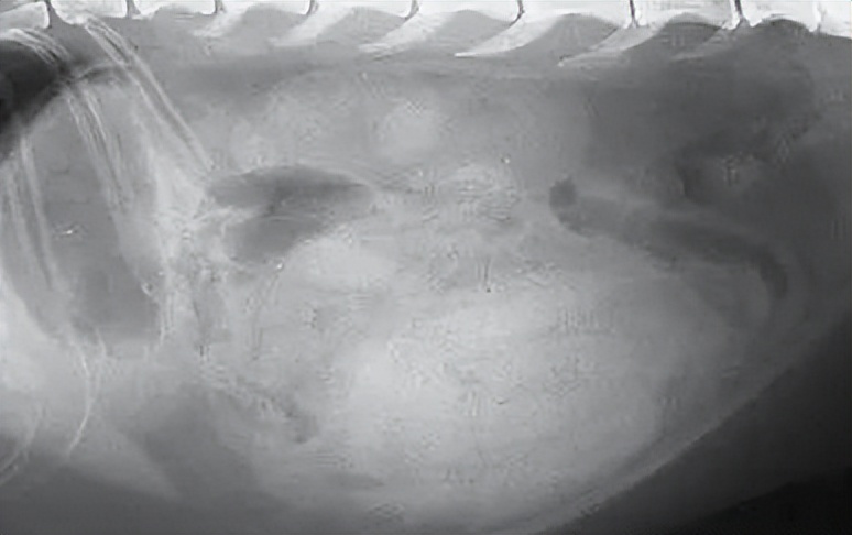 猫咪常见肿瘤有哪些？怎么治疗？