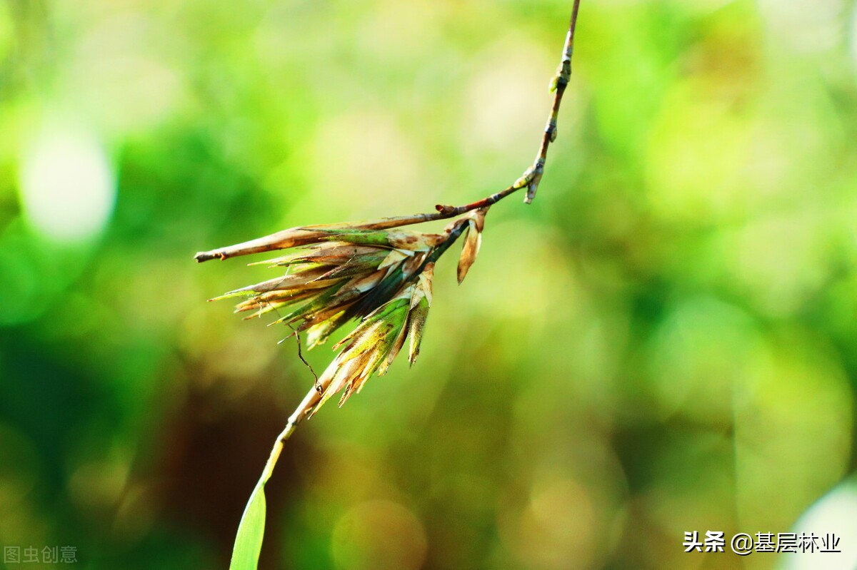 竹子开花赶紧搬家是怎么回事,竹子开花会闹大旱灾吗