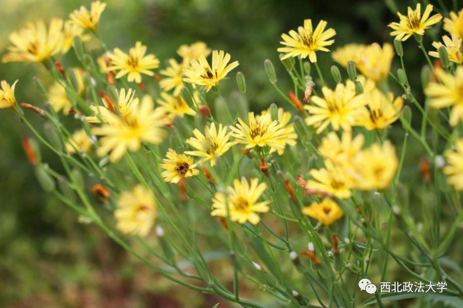 西法大到底是什么,西法大是什么意思网络用语