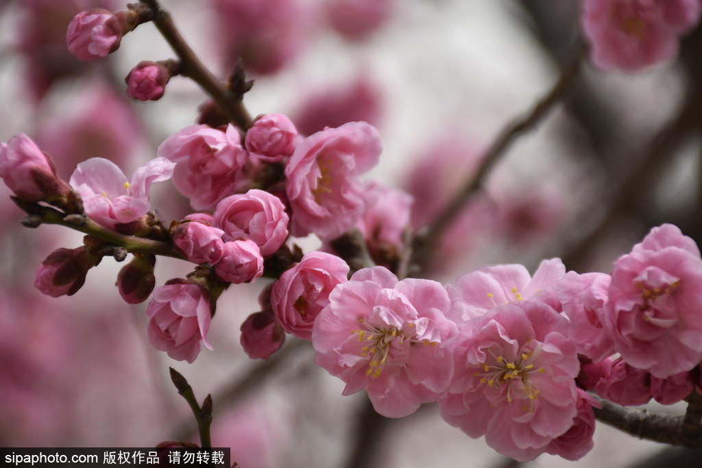 北京梅花去哪个公园看,国内十大赏梅花圣地