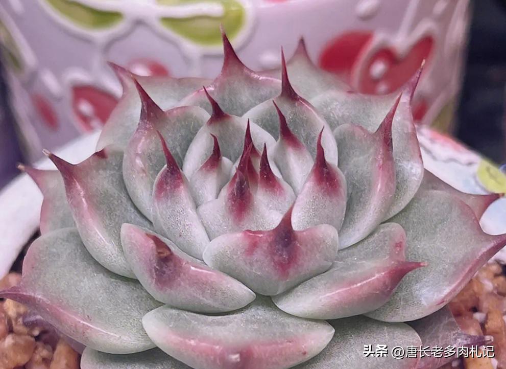 托斯卡内利和蓝眼睛是一个品种吗,多肉托斯卡内利适合阳台养吗