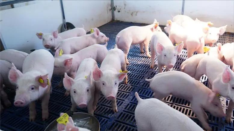 生态猪的养殖技术和方法,生态猪的养殖方法和销量