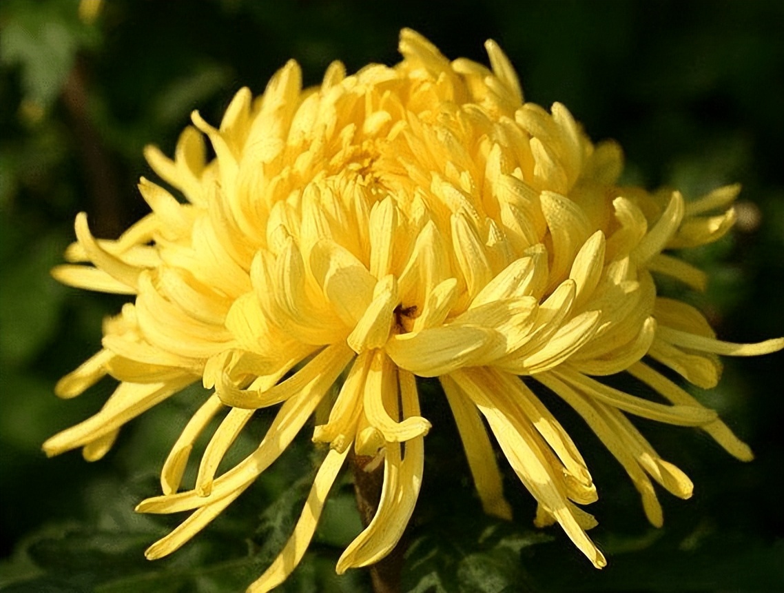 什么面膜清洁毛孔黑头效果好,清洁面膜有用吗真的能清洁毛孔吗