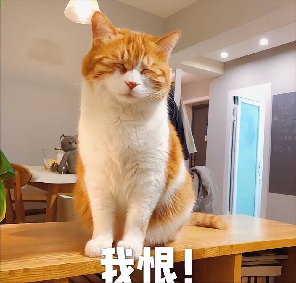 给猫咪洗澡有哪些注意事项,给猫咪洗澡的七个注意与十个步骤