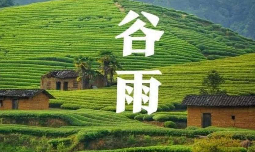 谷雨传统文化资料,谷雨的习俗与传统文化