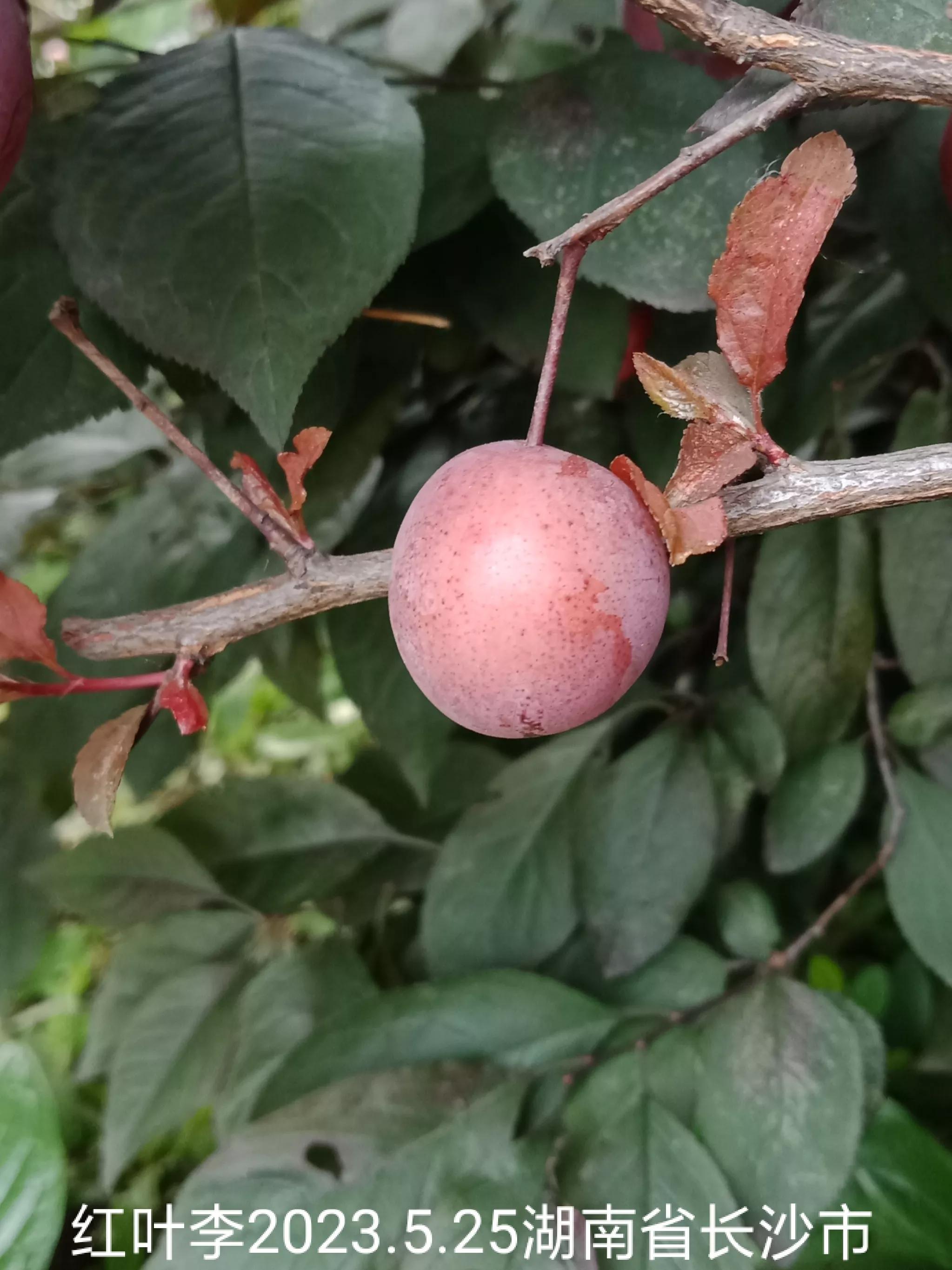 微信群忘保存找不到怎么办,微信群没保存通讯录丢失怎么找回