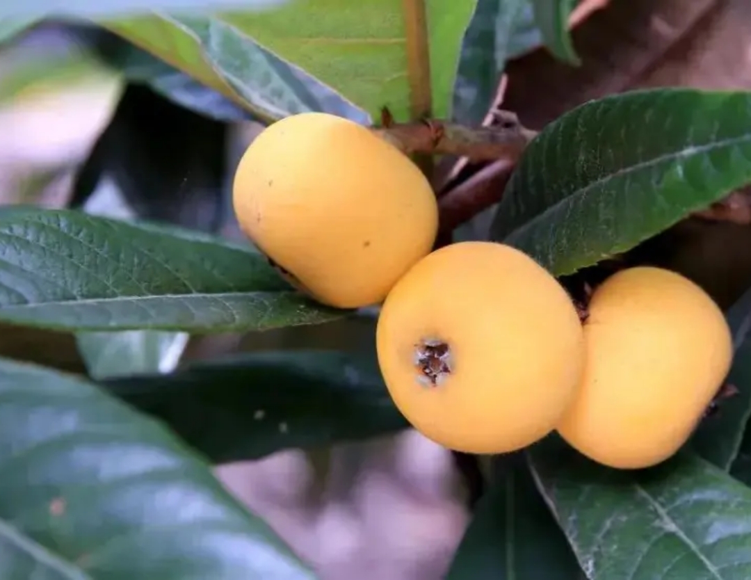 苏州的美食推荐必吃,带你吃遍苏州美食
