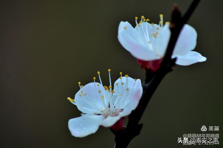 春风拂柳梅花开,桃李春风梅花开
