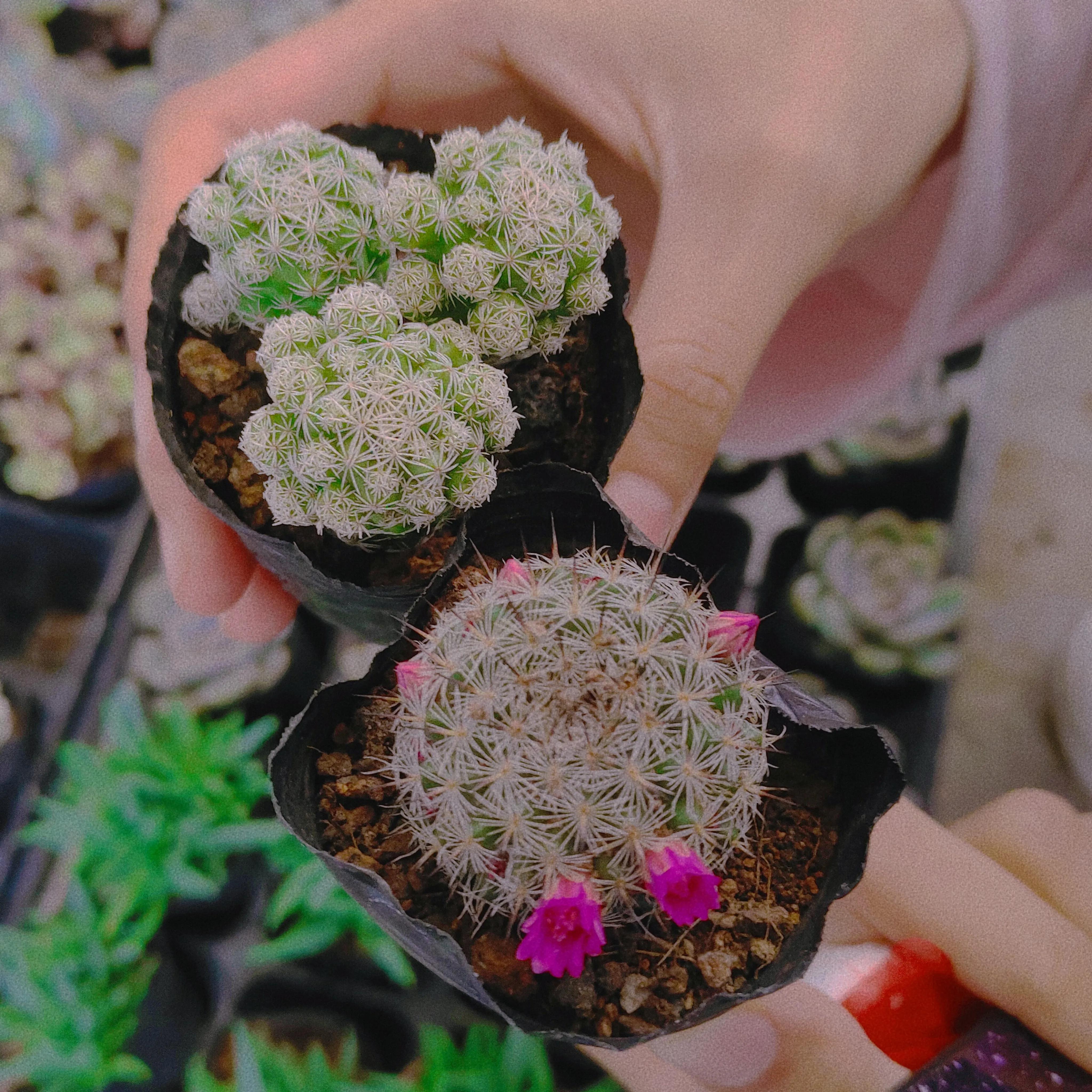 广西花鸟市场和南宁花鸟市场,广西平果花鸟市场在哪里