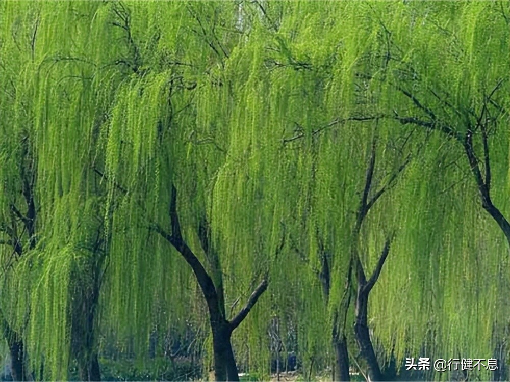 经典咏柳宋词,关于咏柳著名诗句及其赏析