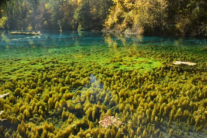 你没见过的雪后九寨沟,你见过雪景吗