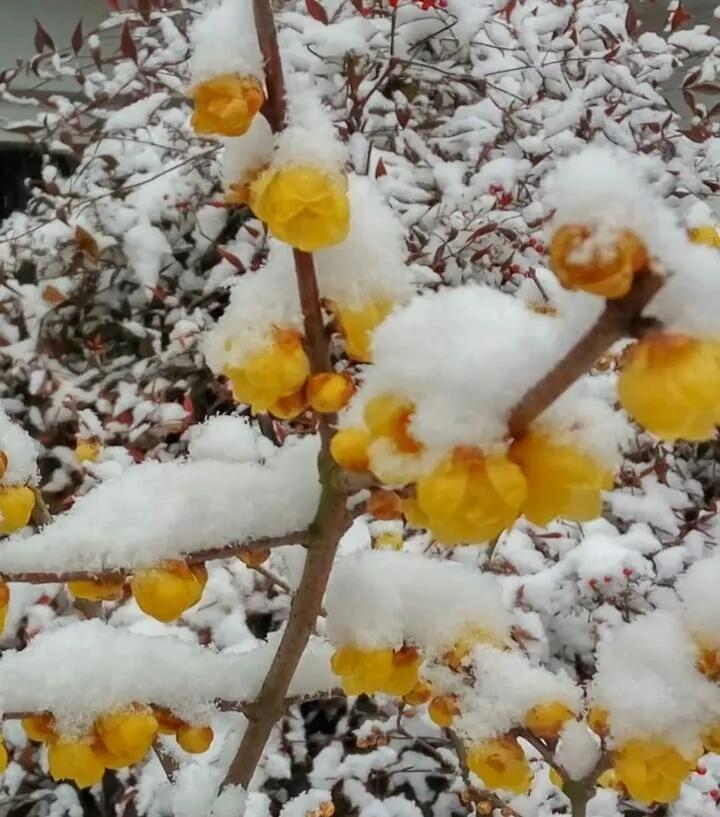 古诗中的梅花是腊梅吗,赞美腊梅与梅花的诗句