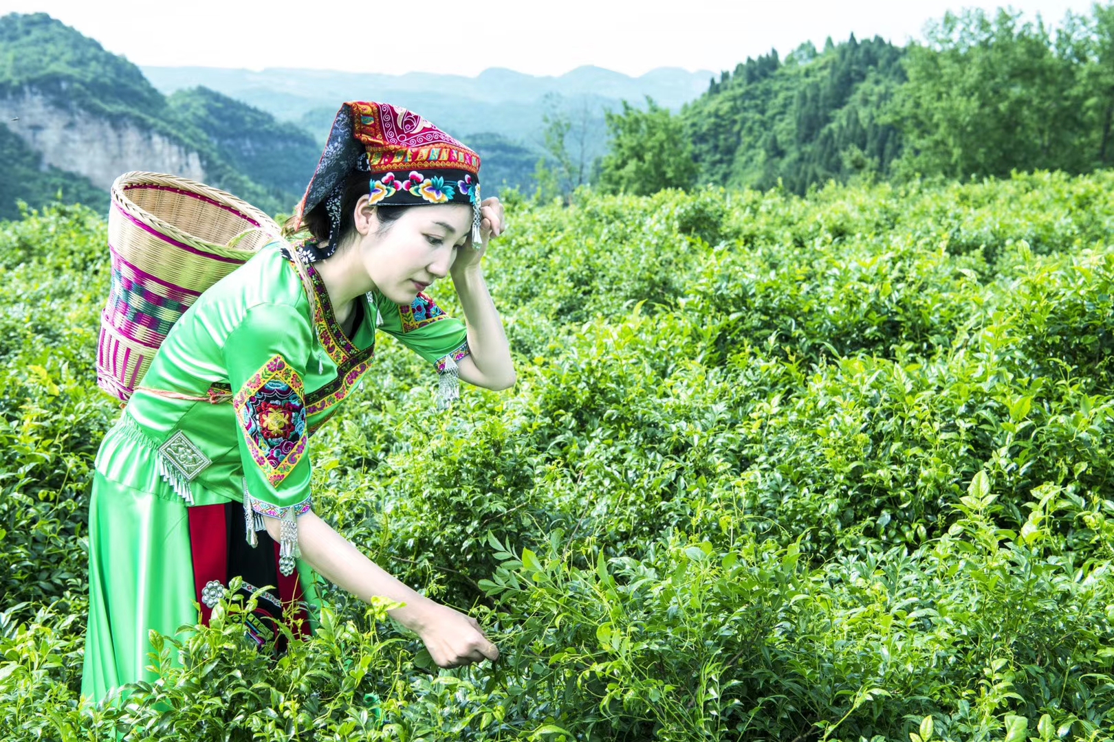 张家界莓茶姑娘是谁,张家界莓茶妹子