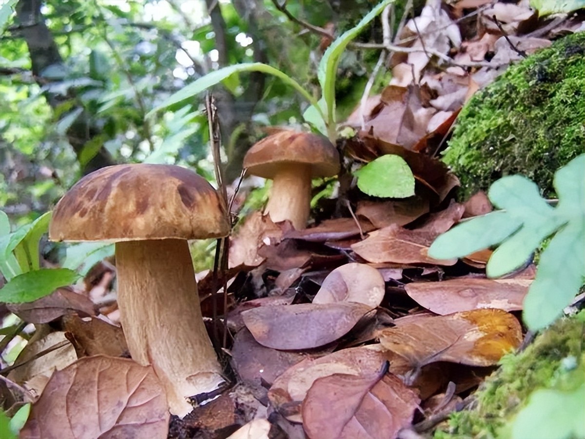 晚期肝癌抗癌成功例子喝中药,一位肝癌患者带瘤生存8年的日子
