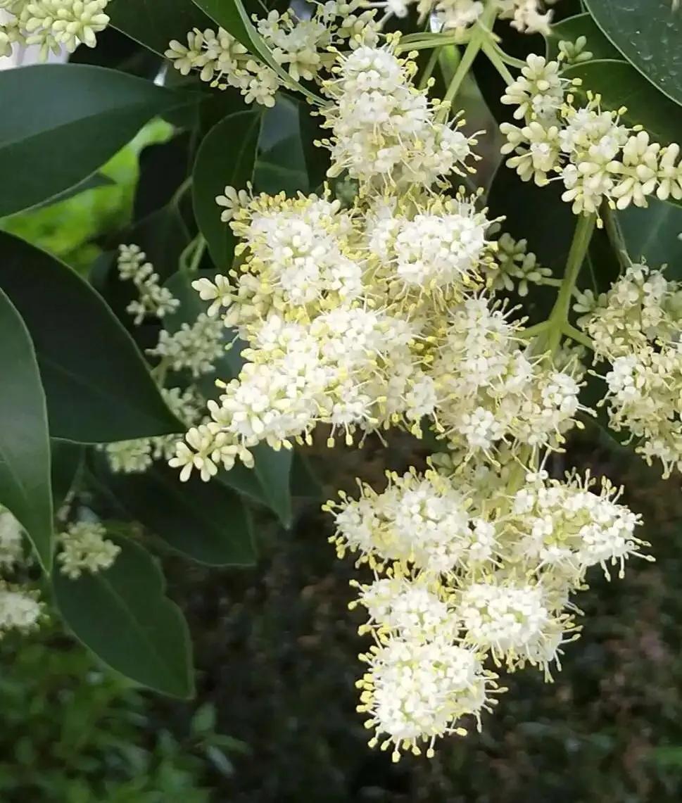 女贞有毒吗,大叶女贞又叫火炮树