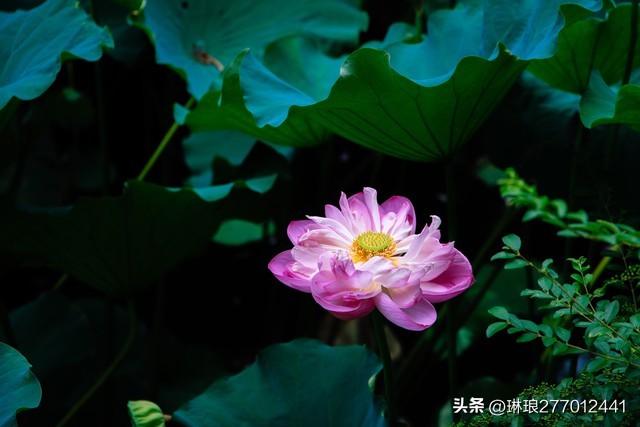 荷花之美在于淡雅,禅意美到极致的荷花