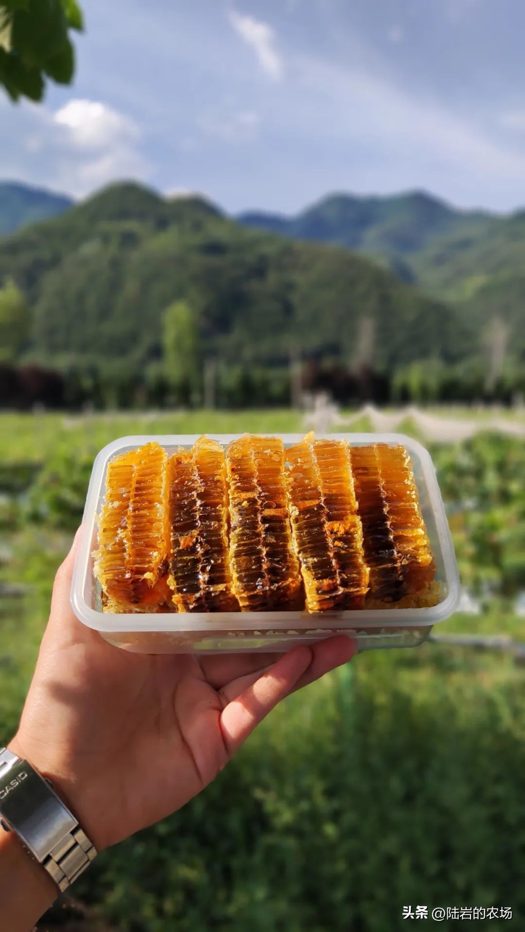 盘点市面五种常见蜂巢