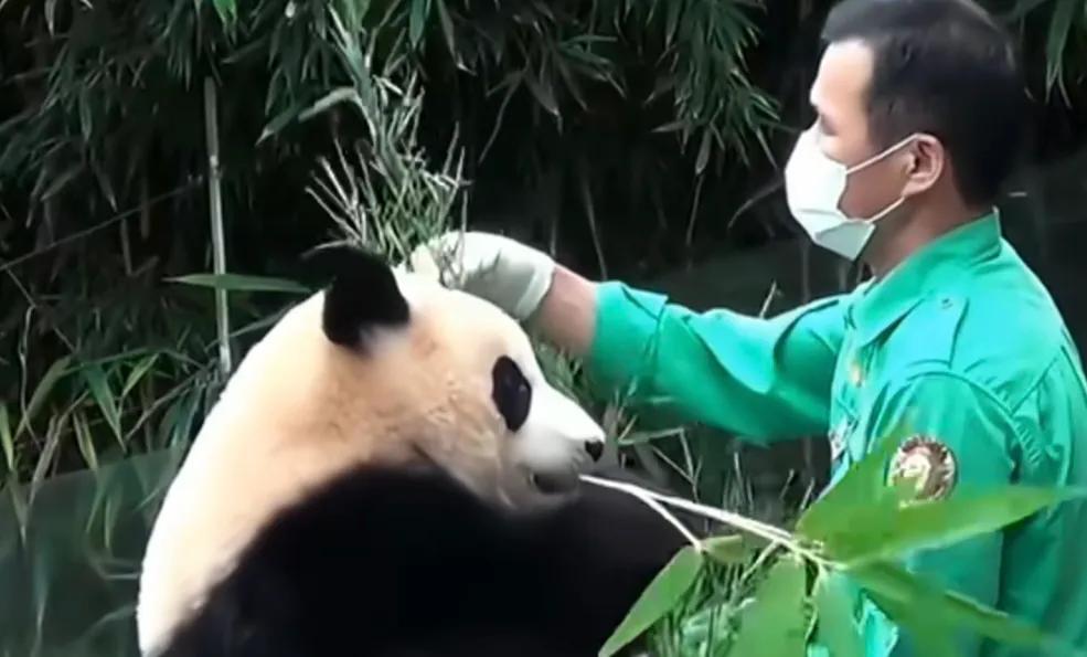 韩国人看熊猫福宝哭了,被宠成公主的熊猫