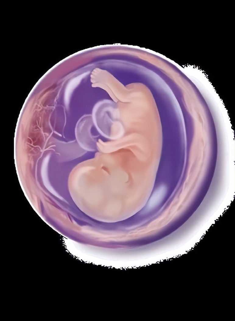 从受孕到分娩约四十周,从受孕到婴儿每天的变化