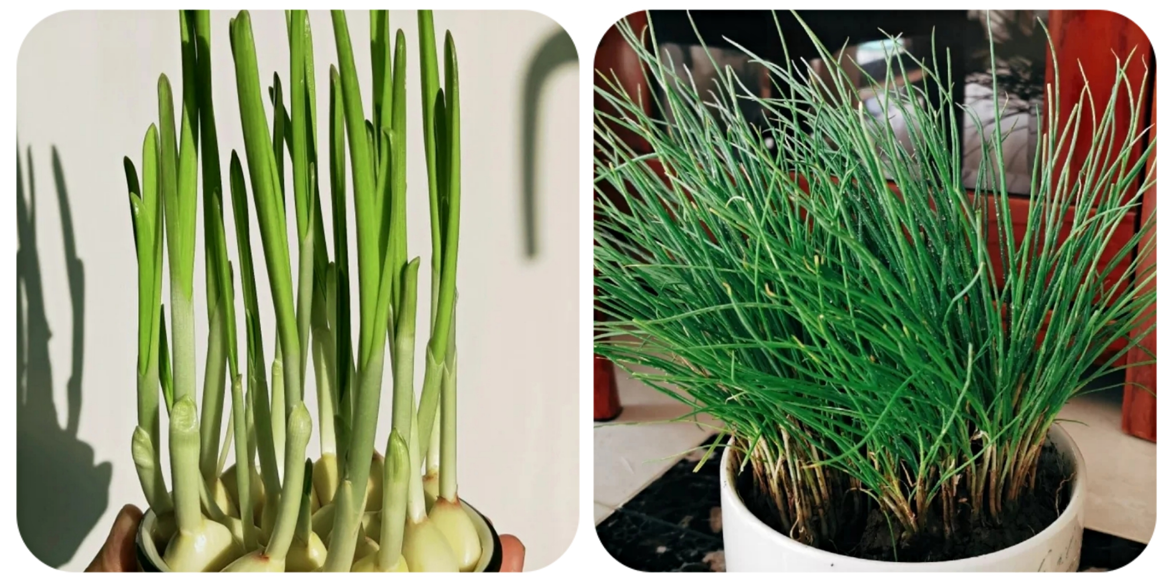 100种花能养在阳台上，50种开花的，40种绿植，10种蔬果