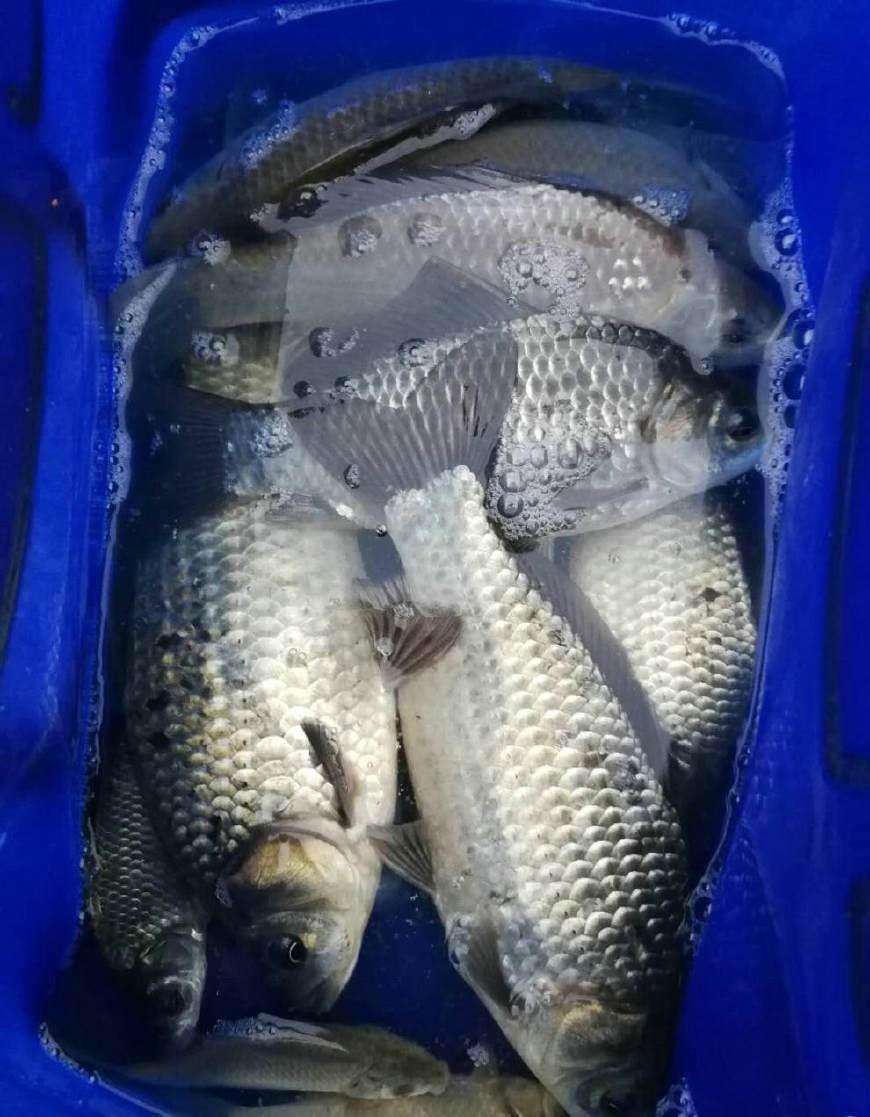 初春野钓鲫鱼最好的草洞钓法,草洞野钓鲫鱼技巧及方法