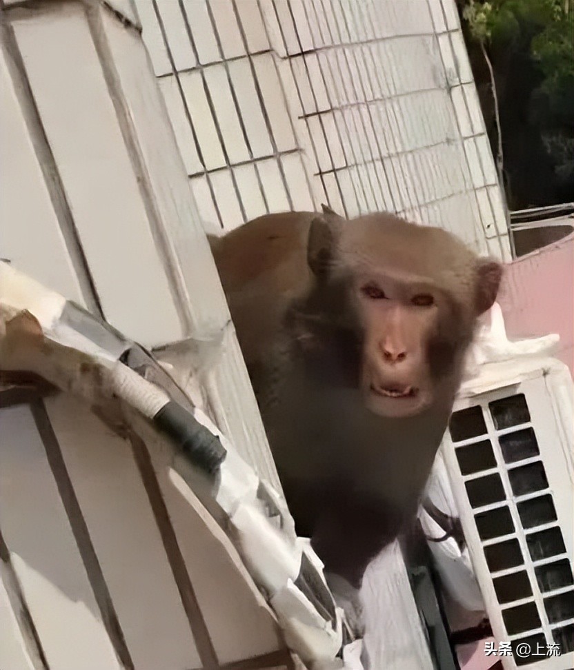 被黑天鹅打得措手不及,学校黑天鹅被学生拿