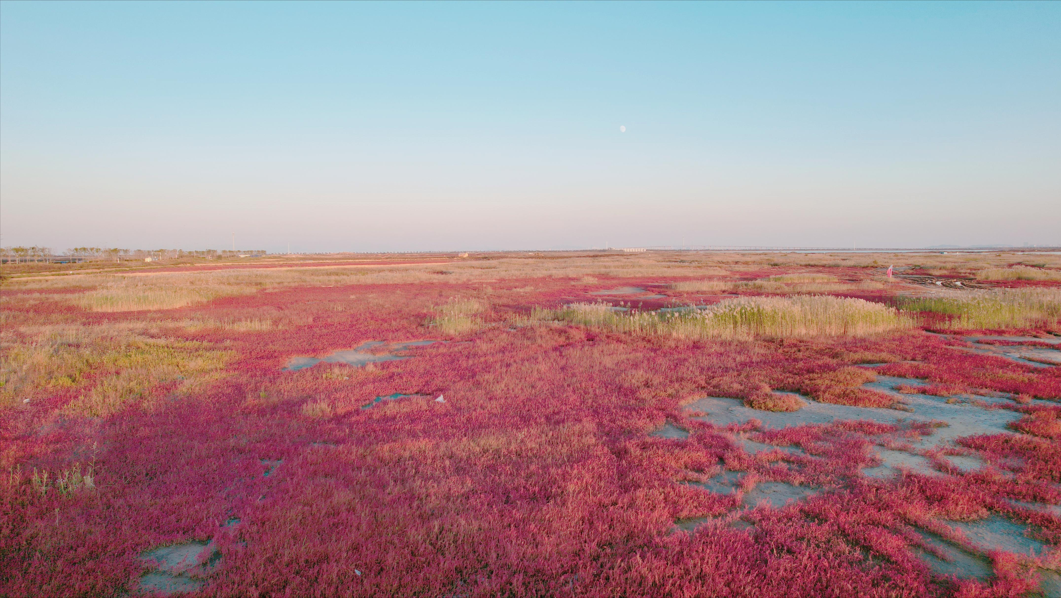 这个码头，99%的青岛人没来过！