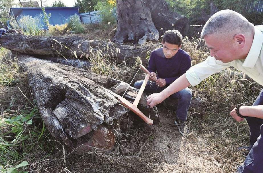 一棵金丝楠木值多少万,金丝楠木一棵十几亿