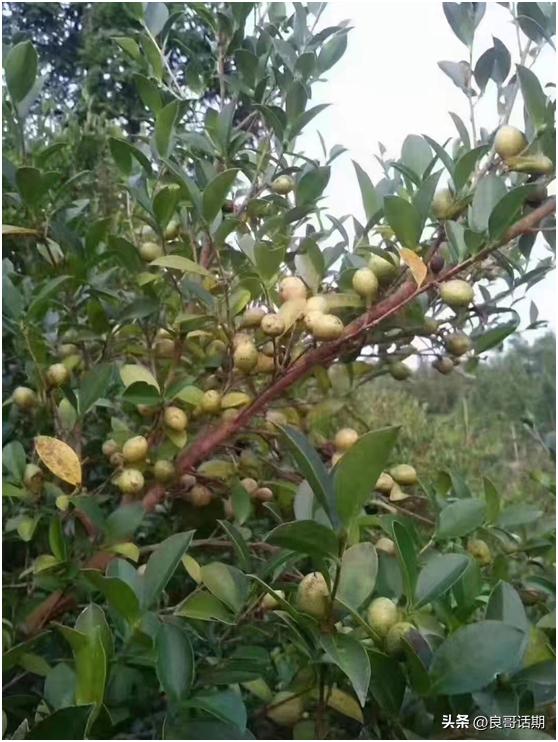 江西赣方言与普通话,江西赣语方言展示