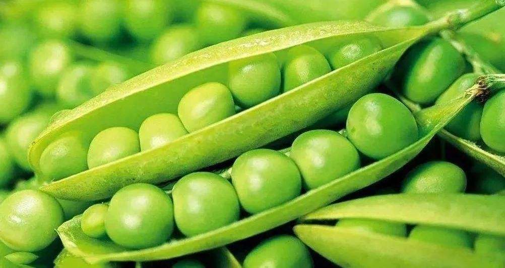 荷兰豆为什么叫中国豆,为什么荷兰豆在荷兰叫中国豆