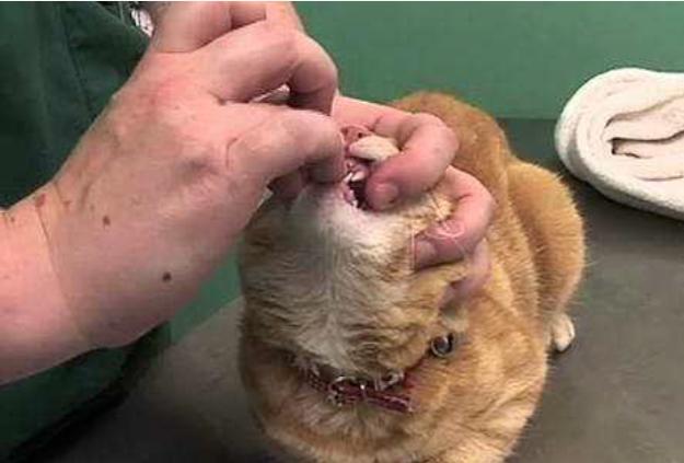 猫咪病了怎么喂药,薛定谔的猫咪教程