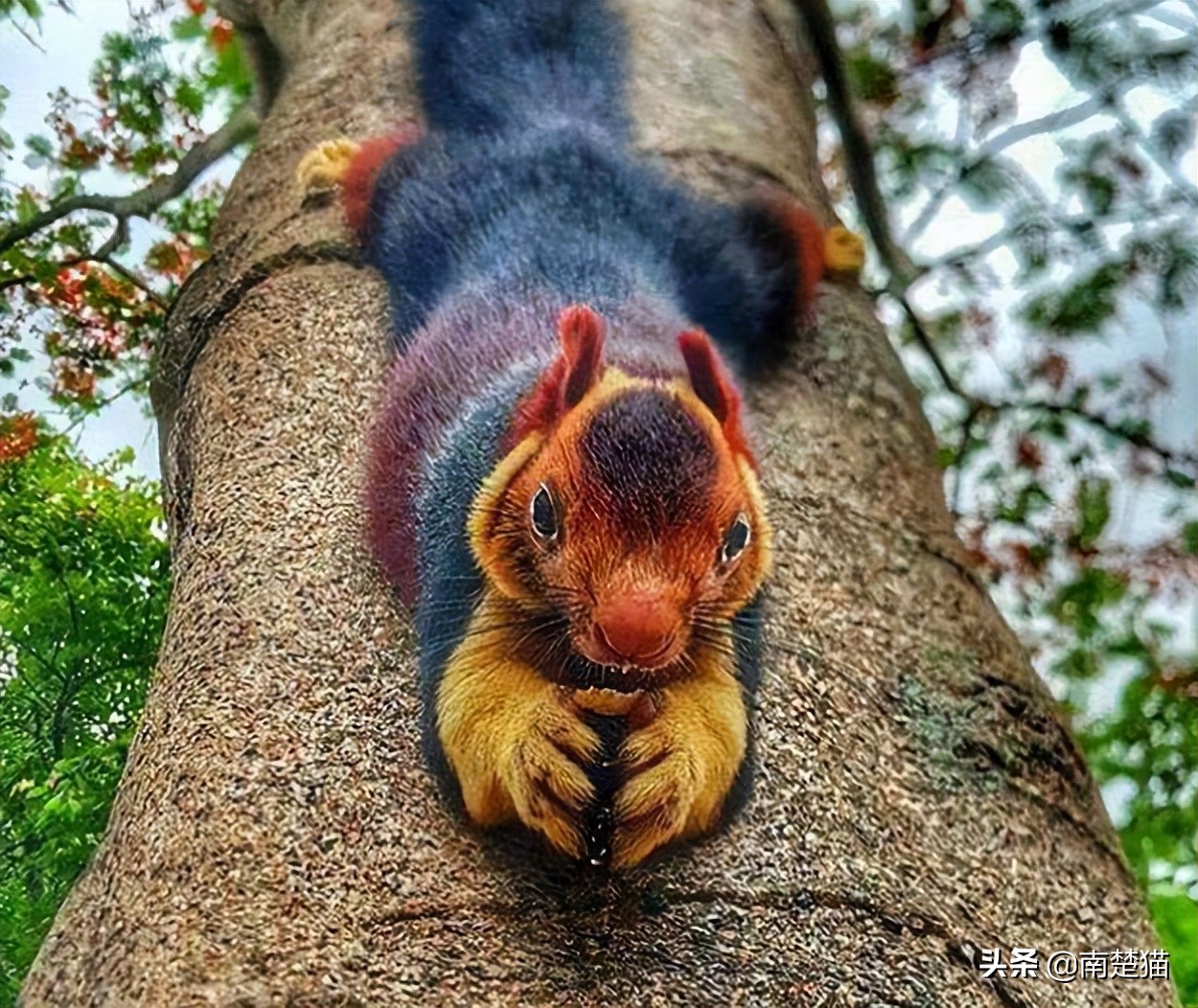 分享各种各样的动物,保证你没见过的20种新动物