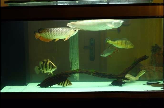 极品蓝底过背金龙,顶级蓝底过背金龙视频