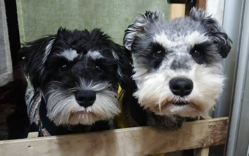 十种最好养的小型犬家养小宠物,建议新手养的10种狗小型犬智商高