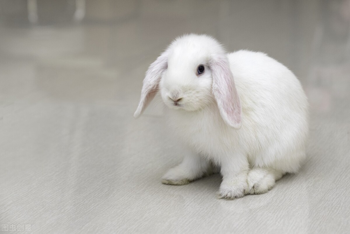 兔子眼角流泪掉毛怎么办,兔子眼睛周围红肿掉毛