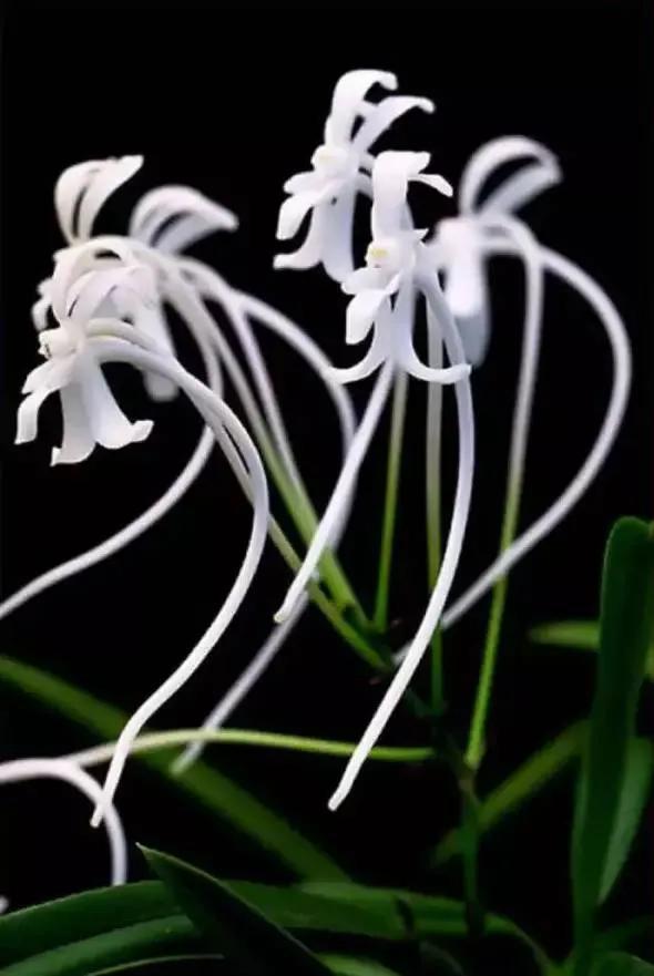 最美的100种兰花图片,欣赏一下最美的兰花