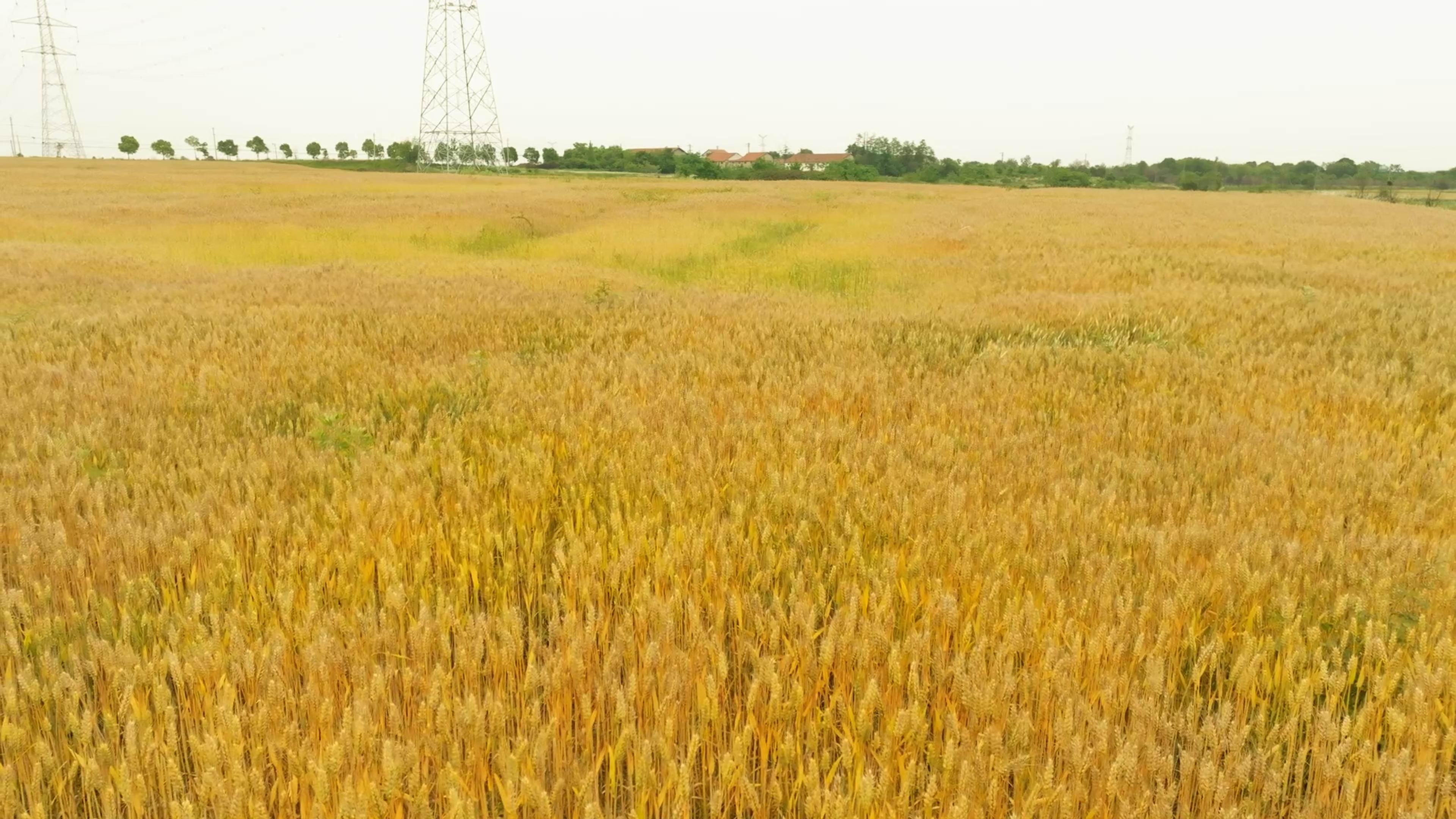 稻田综合种养新模式,稻田综合种养技术模式及效益分析