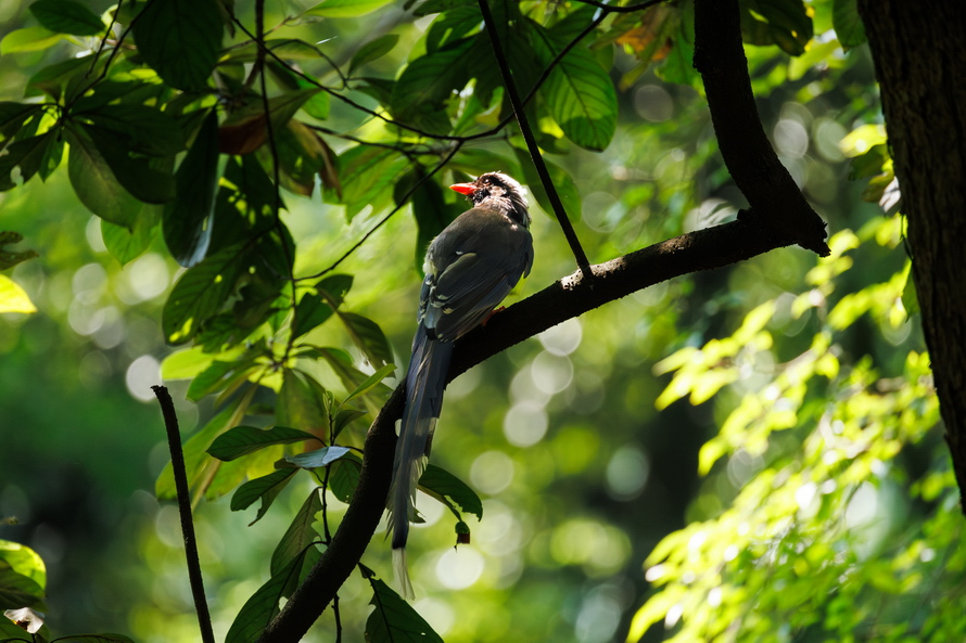 佳能eosr8打鸟,佳能eosr8拍视频变焦