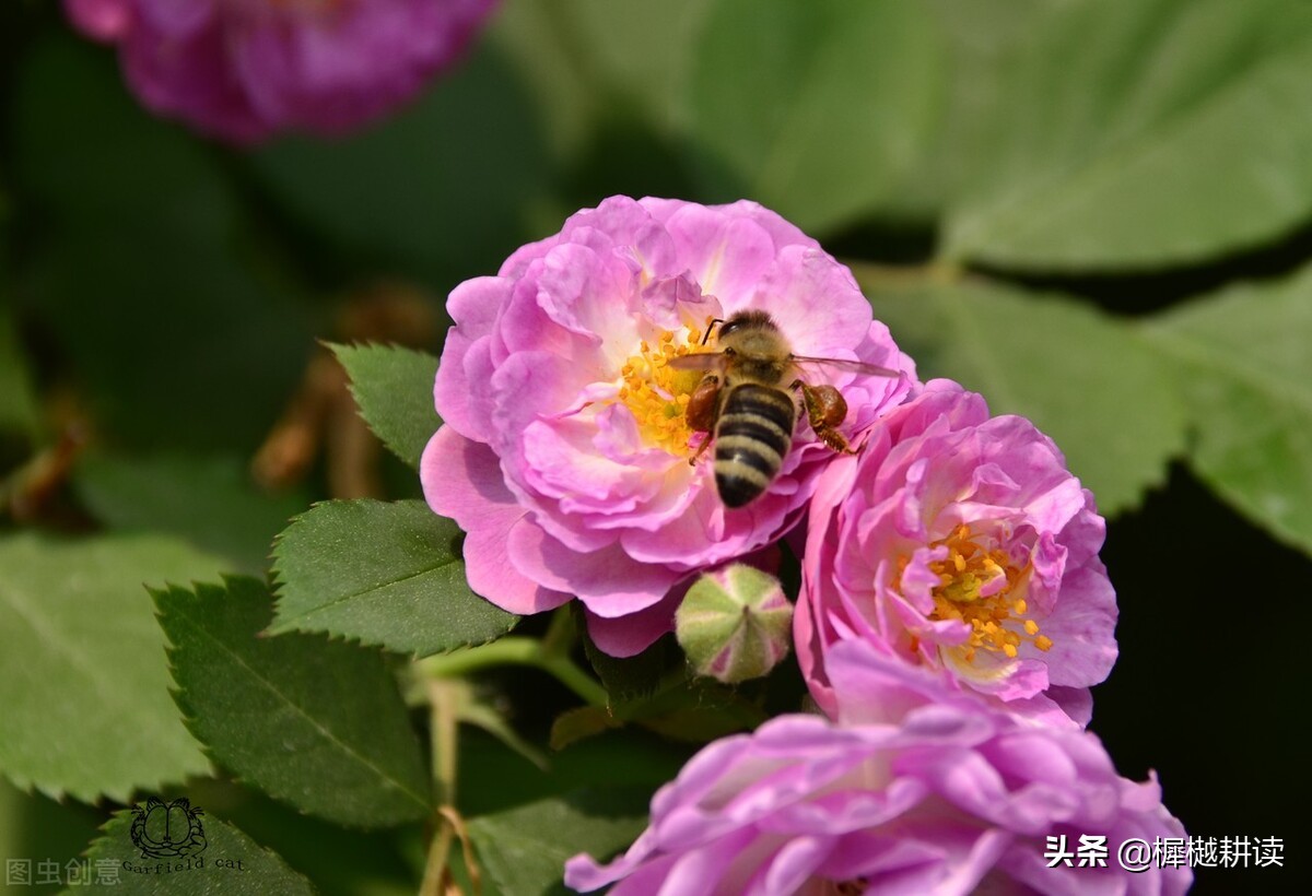 玉露为酒花为粮的意思,蜜蜂不食人间仓
