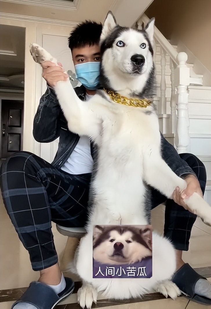 全网最听话的奥斯卡二哈,一只被主人逼疯的二哈奥斯卡