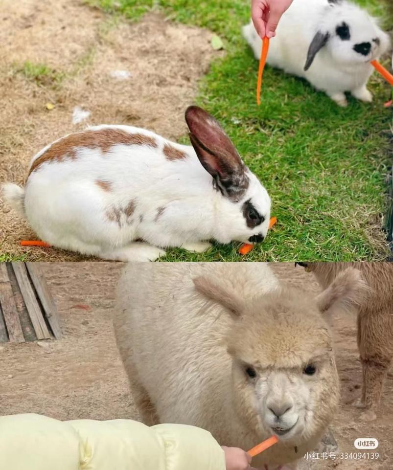 小朋友们儿童节做好的准备,儿童节小朋友们都要打算怎么过