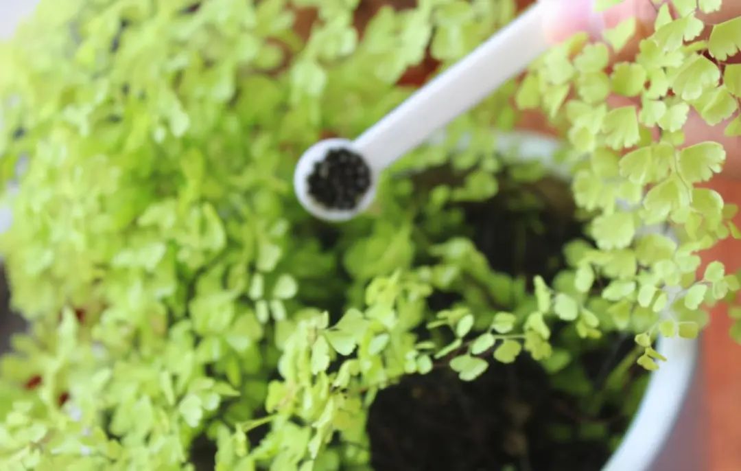 花盆里有小虫子4个小方法,花盆里的小虫子用什么药能治