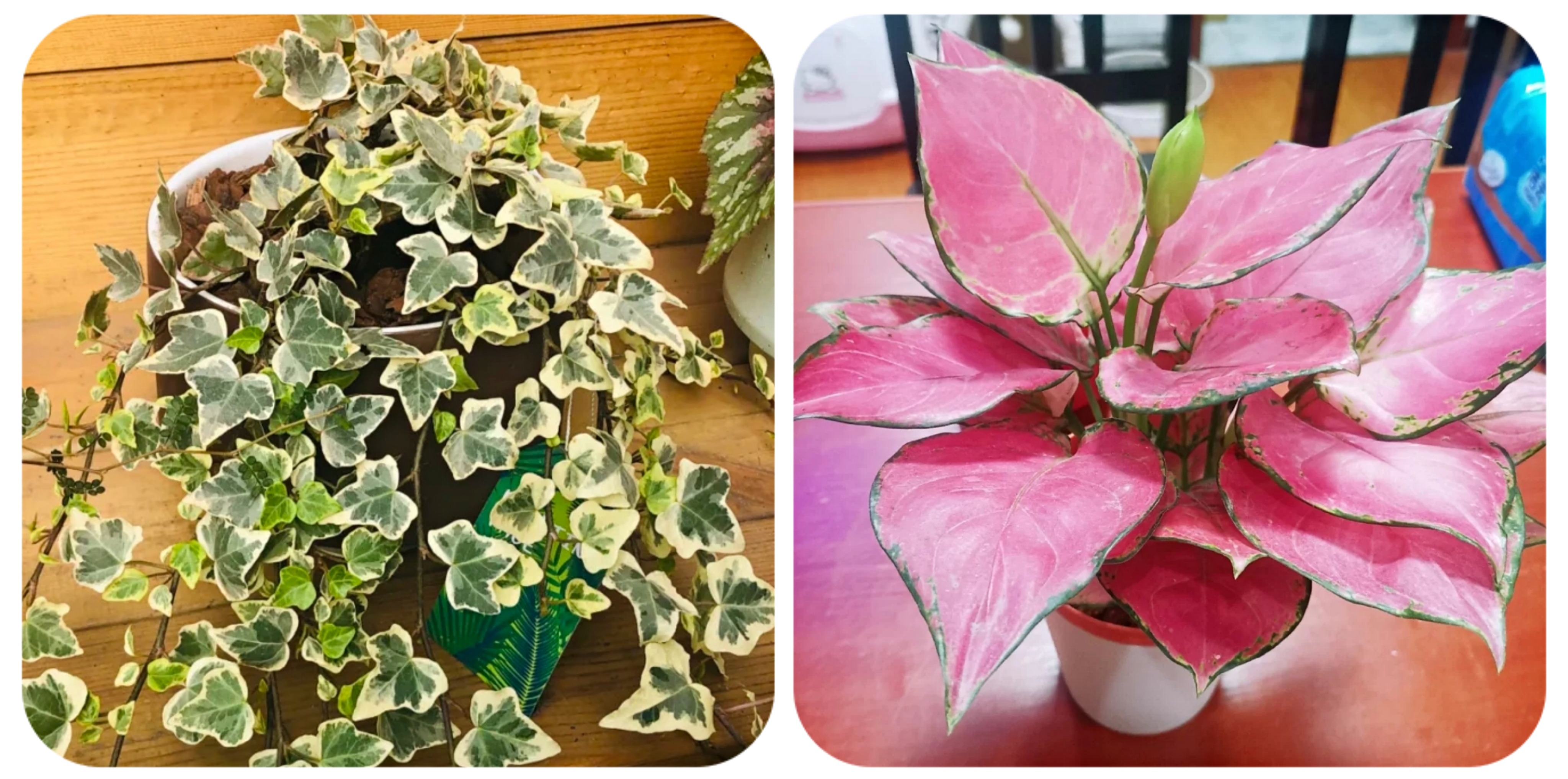 100个阳台养什么花好,100种阳台养的花草