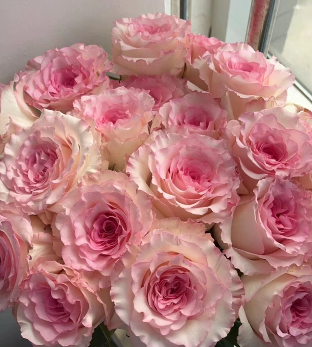 亚伯拉罕月季品种优缺点,爬藤月季品种的优缺点