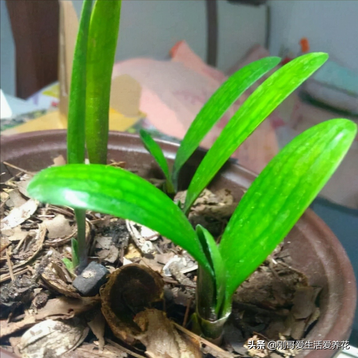 如何养护君子兰的常识,君子兰如何养护才能养好