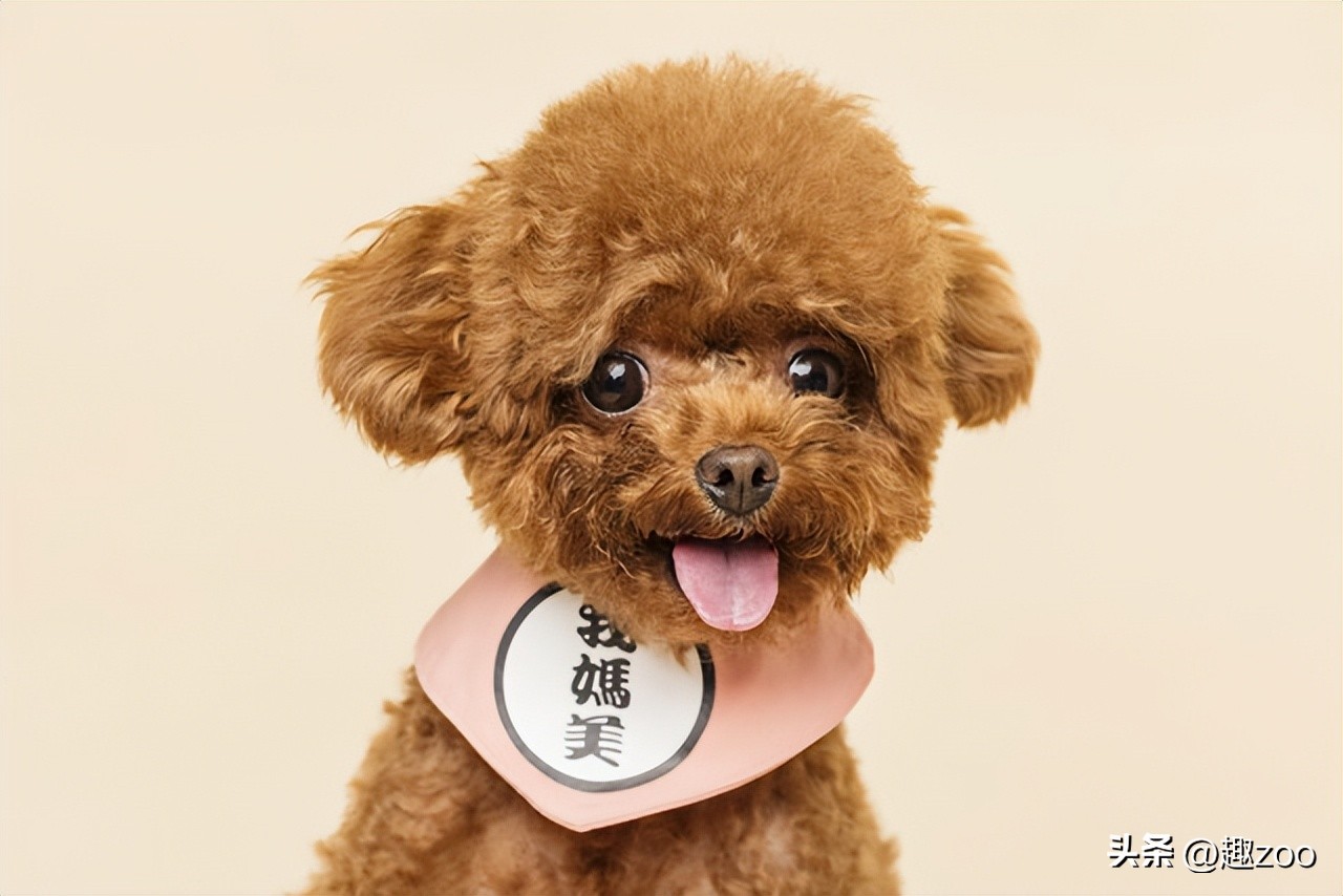 十大最听话的狗排名小型犬,十大最受欢迎的宠物狗种类排行榜