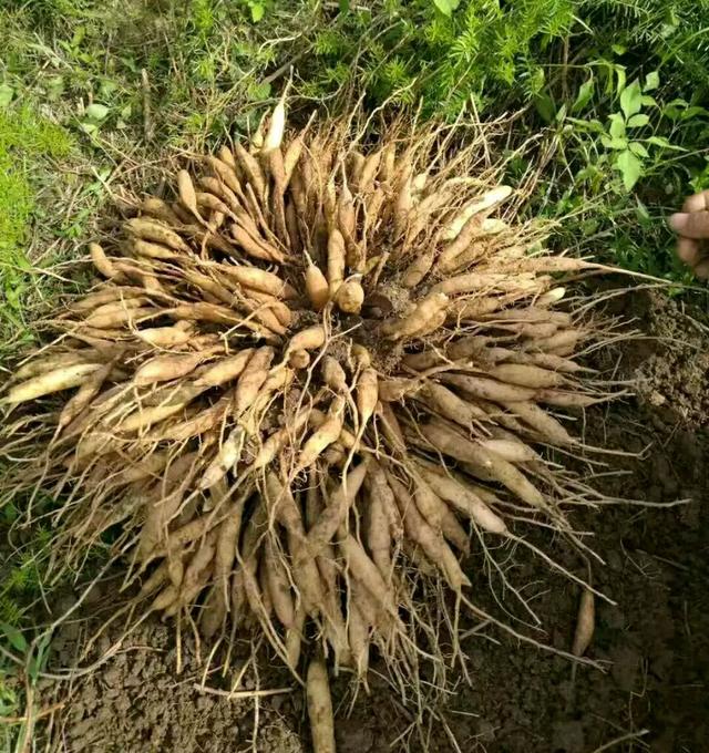 人称“假麦冬”，认识的人不多，若幸运遇见，记得采挖带回家